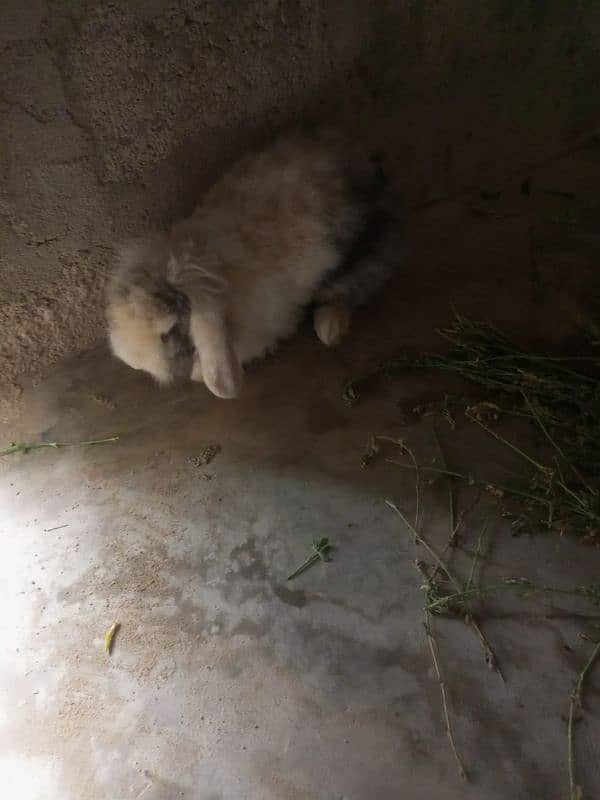 Imported Lionhead Dwarf Female 2