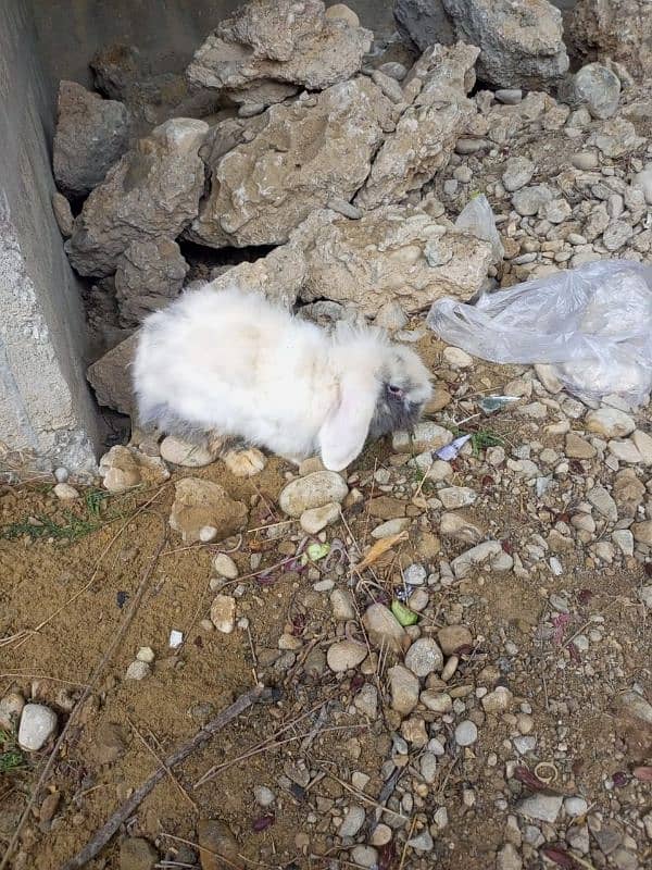 Imported Lionhead Dwarf Female 3