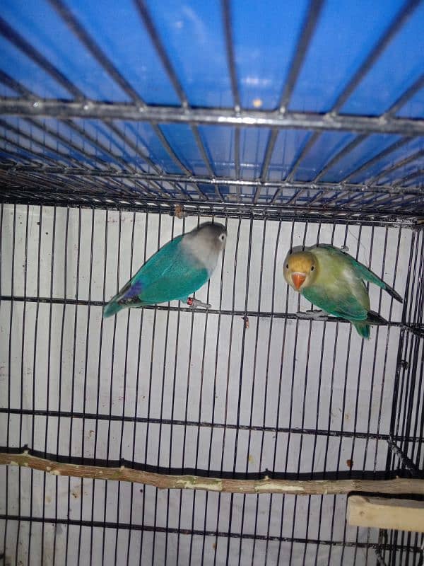 Love Birds 0