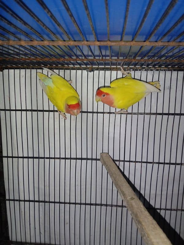 Love Birds 2