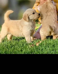 American Golden Retriever Puppies