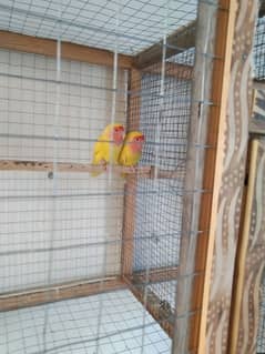 Love bird Latino breader pair