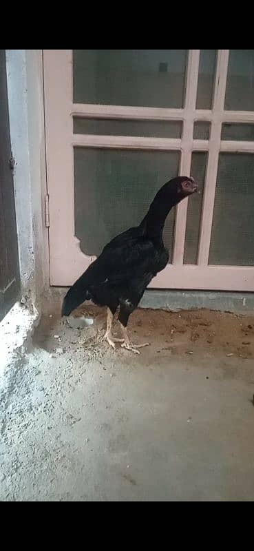 SHAMO BLACK FEMALE FOR SALE 0