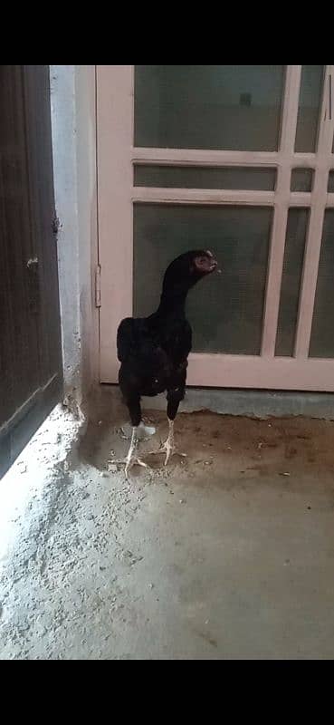 SHAMO BLACK FEMALE FOR SALE 1