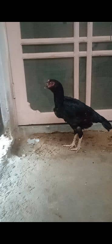 SHAMO BLACK FEMALE FOR SALE 2