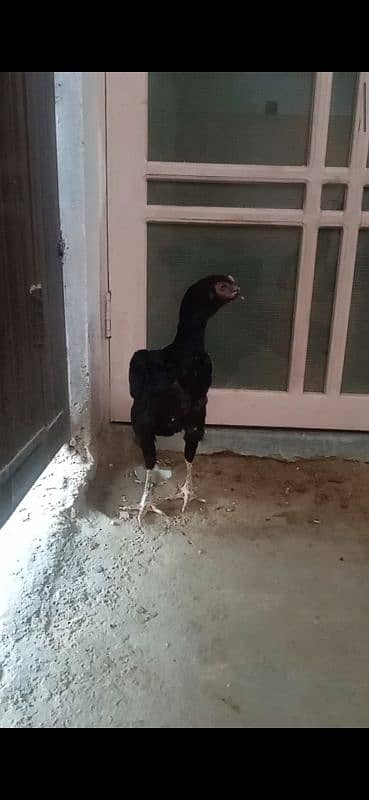 SHAMO BLACK FEMALE FOR SALE 3