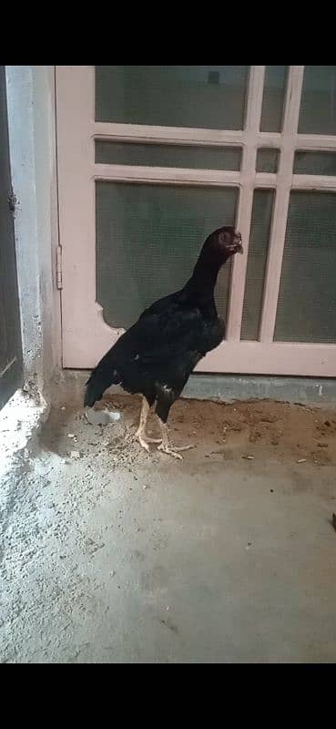 SHAMO BLACK FEMALE FOR SALE 5