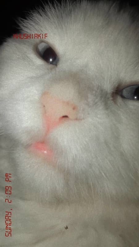 cat for meeting  extreme punch face 1