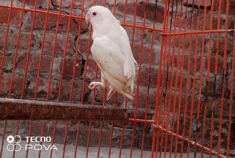 albino red eyes female 0