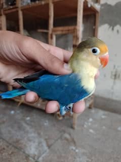 lovebirds breeder pair for sale 03314300897