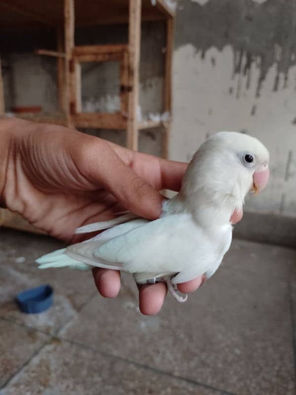 lovebirds breeder pair for sale 03314300897 1