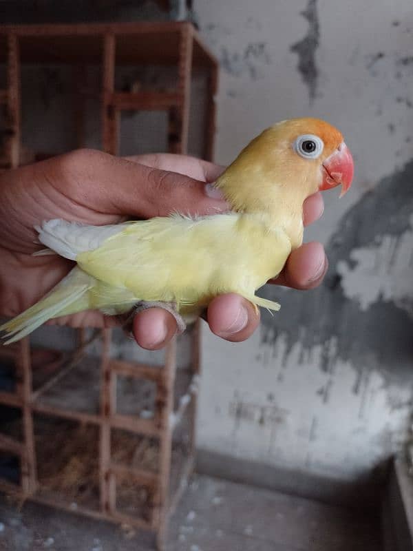 lovebirds breeder pair for sale 03314300897 2