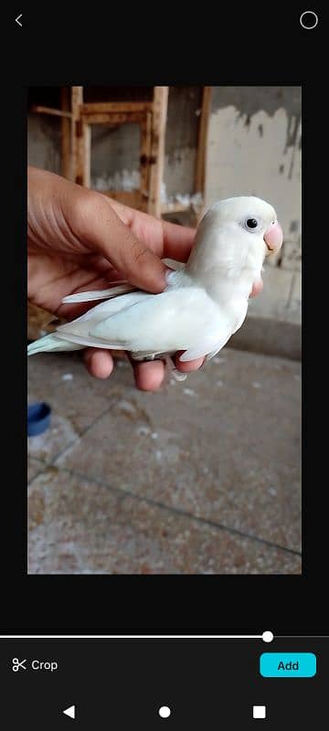 lovebirds breeder pair for sale 03314300897 3