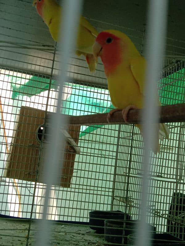 latino love bird 1