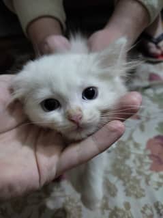 Pure Persian Kitten Pair For Sale White