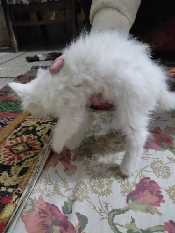 Pure Persian Kitten Pair For Sale White 2