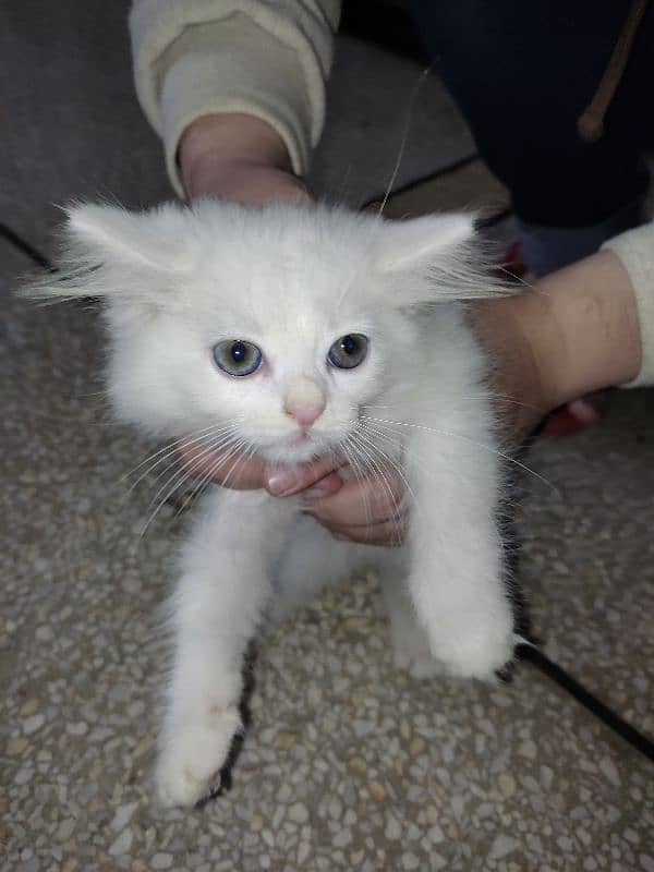 Pure Persian Kitten Pair For Sale White 3