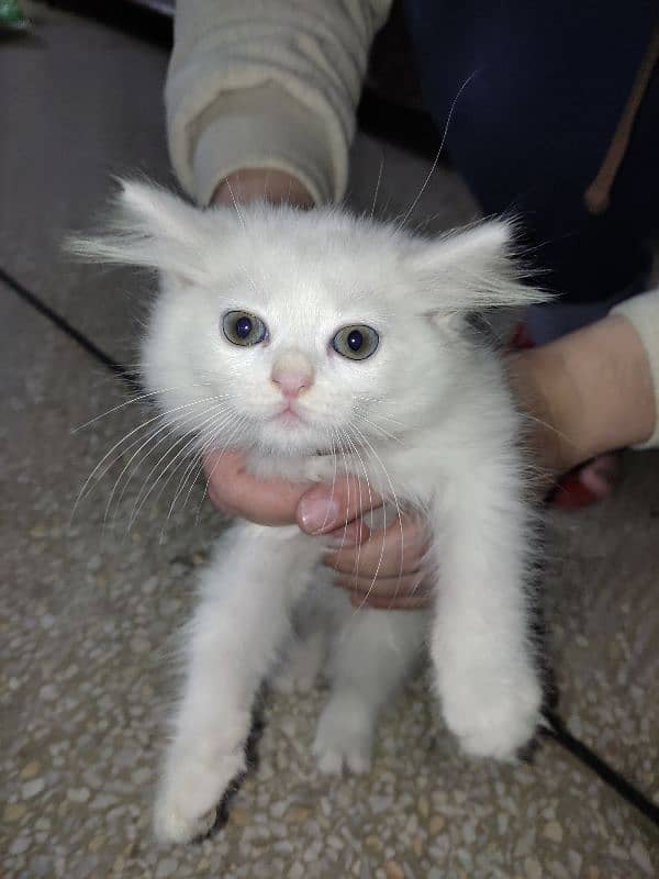 Pure Persian Kitten Pair For Sale White 4