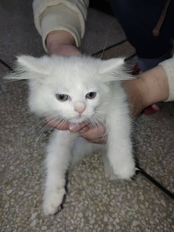 Pure Persian Kitten Pair For Sale White 5