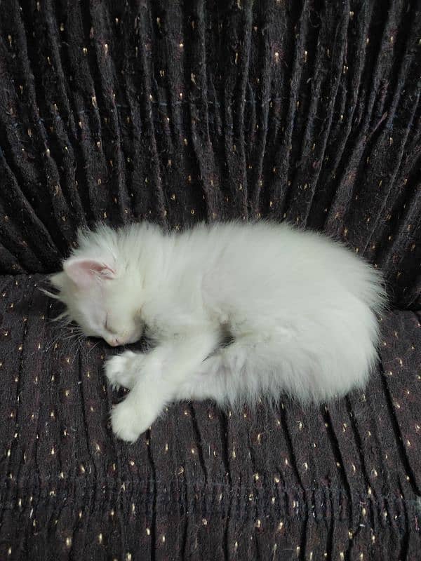 Pure Persian Kitten Pair For Sale White 6