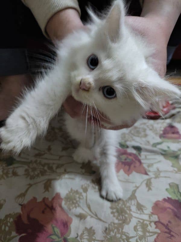 Pure Persian Kitten Pair For Sale White 7