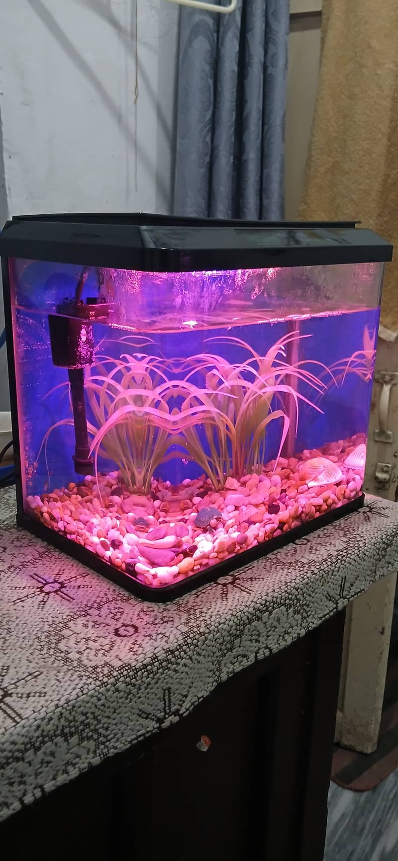 Imported curved glass aquarium 1