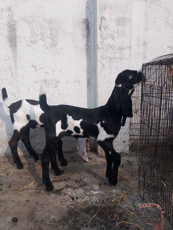 2 Female Beetal Kids 0321-4280695 3