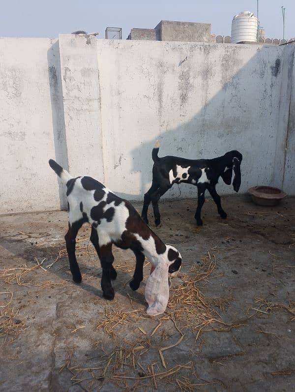 2 Female Beetal Kids 0321-4280695 7