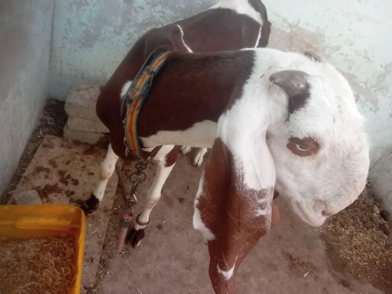 Rajnpuri betal 5 month gabban tyar goat 0