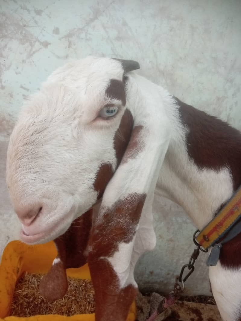 Rajnpuri betal 5 month gabban tyar goat 1