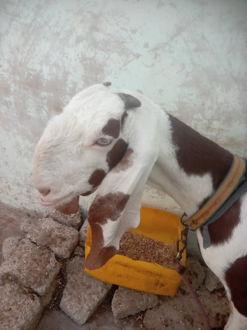 Rajnpuri betal 5 month gabban tyar goat 7