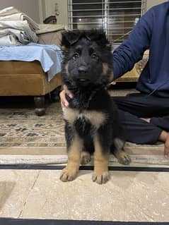 German shepherd long coat