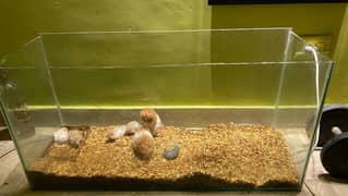 6 hamsters with aquarium