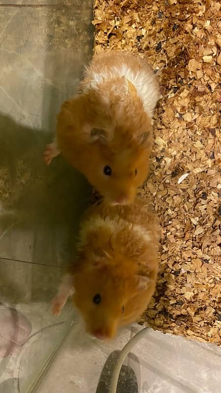 6 hamsters with aquarium 1