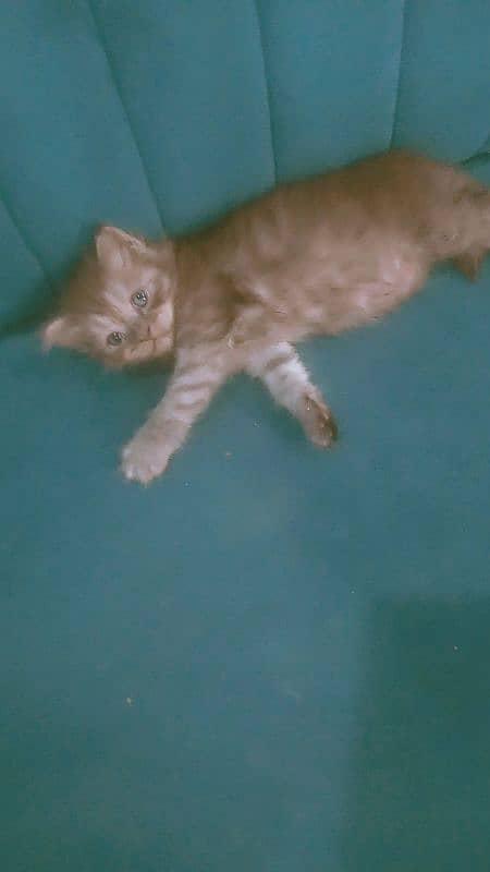 persian female kitten 1