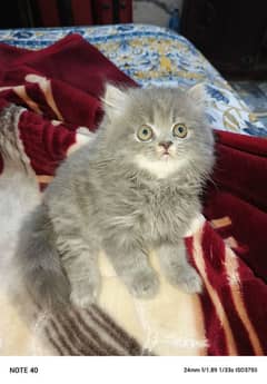 persian kitten