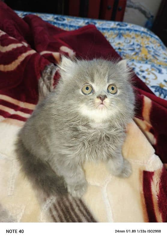 persian kitten 1