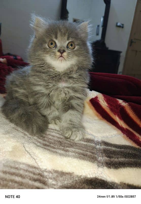 persian kitten 2