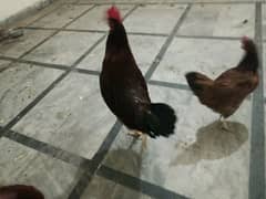 3 Desi hens