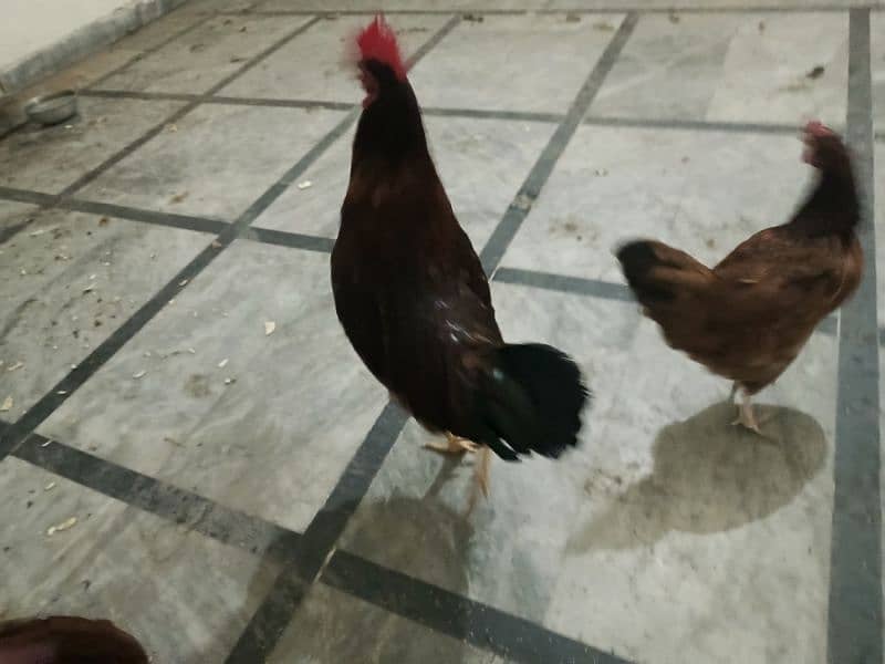 3 Desi hens 0