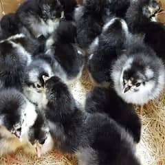 Australorp chick's