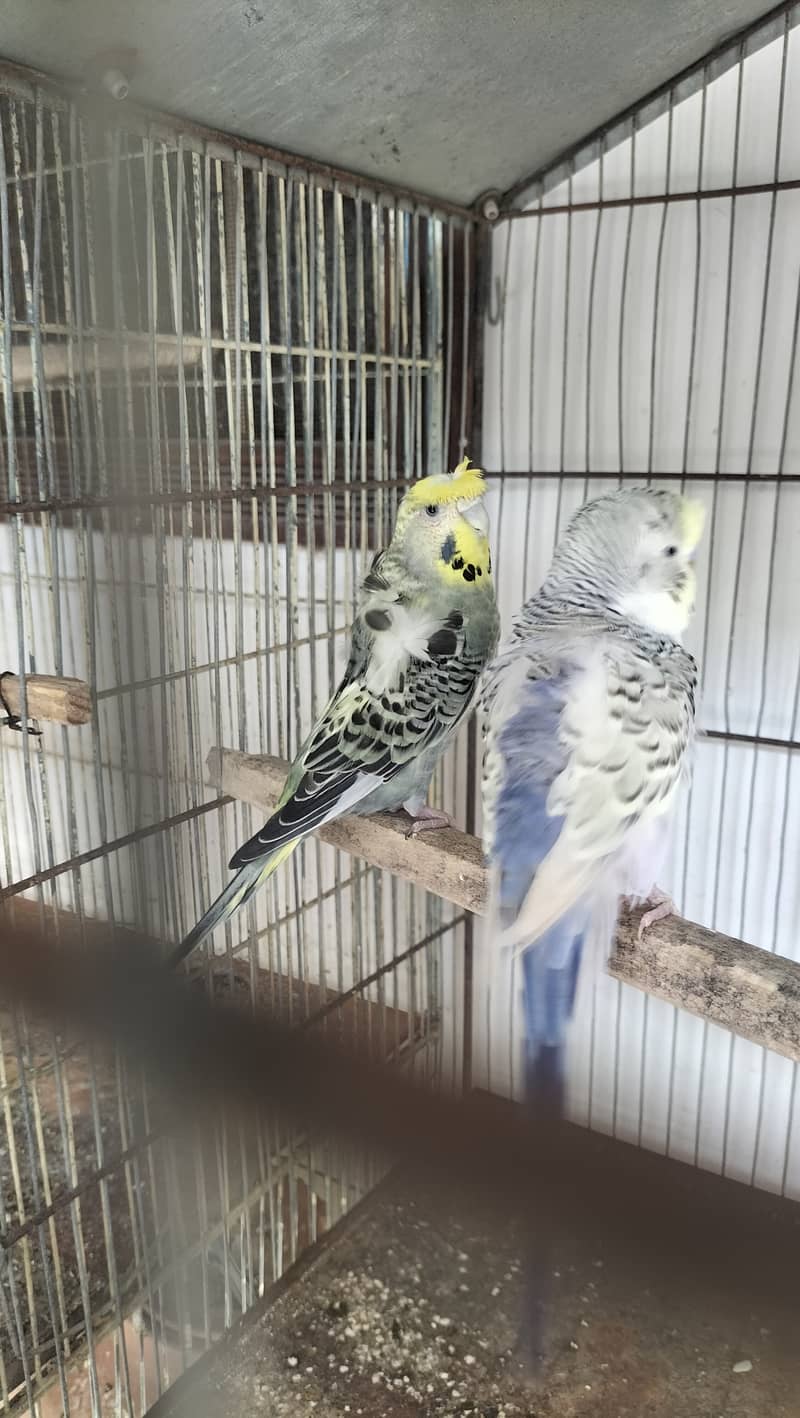 Hogoromo Budgies for sell 0