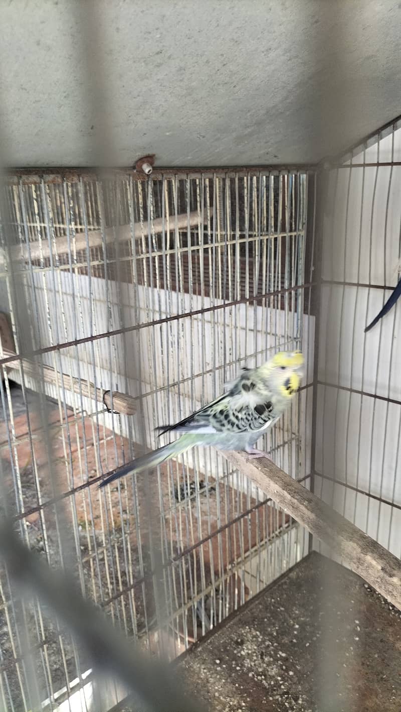 Hogoromo Budgies for sell 1