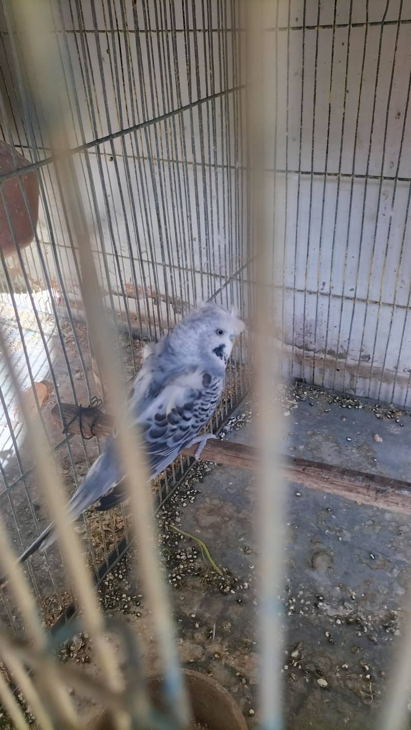 Hogoromo Budgies for sell 3