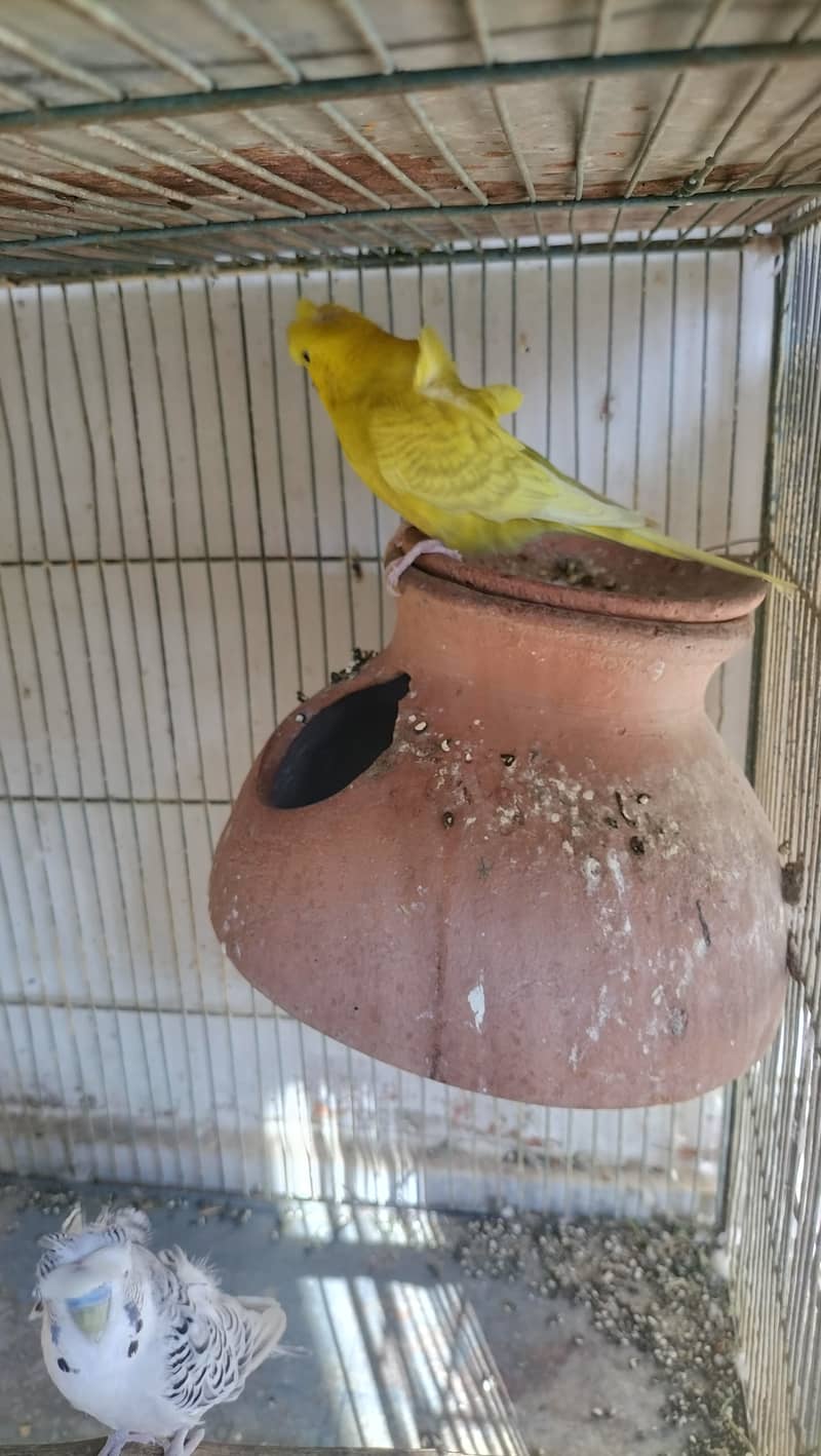 Hogoromo Budgies for sell 4