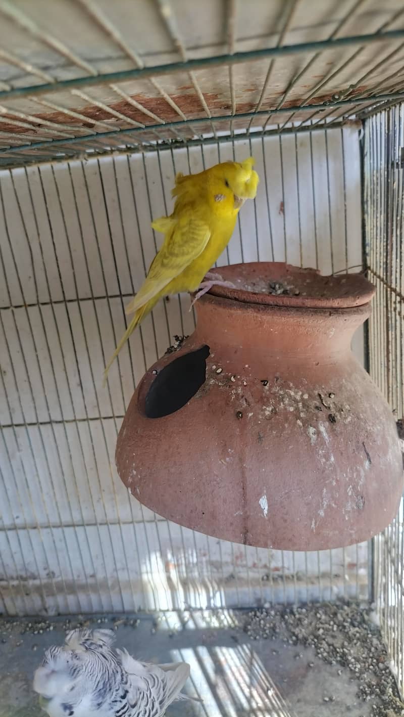 Hogoromo Budgies for sell 5