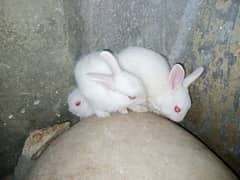 Rabbits