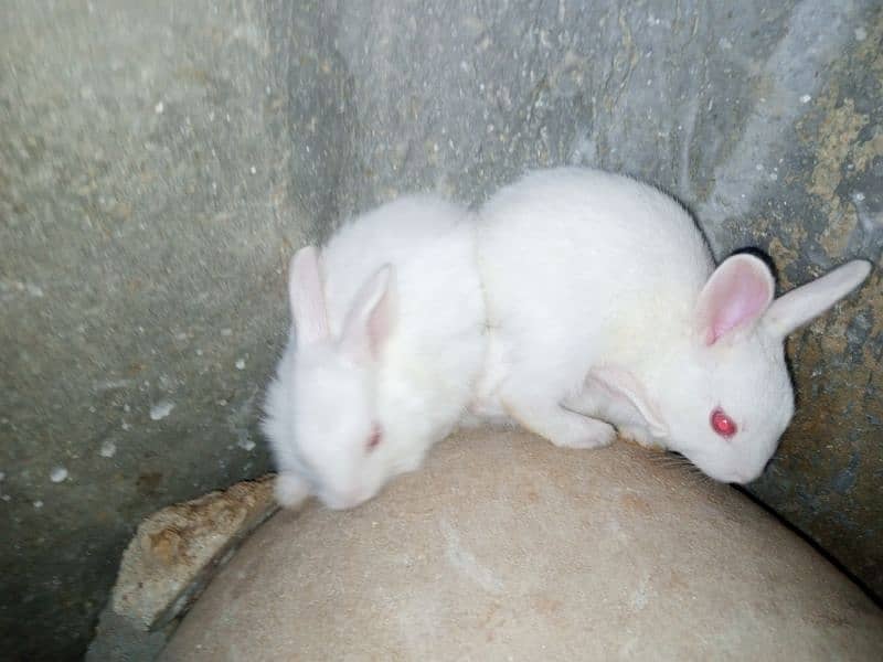 Rabbits Baby 1