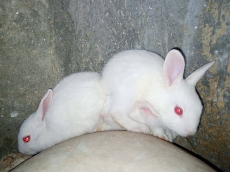 Rabbits Baby 5