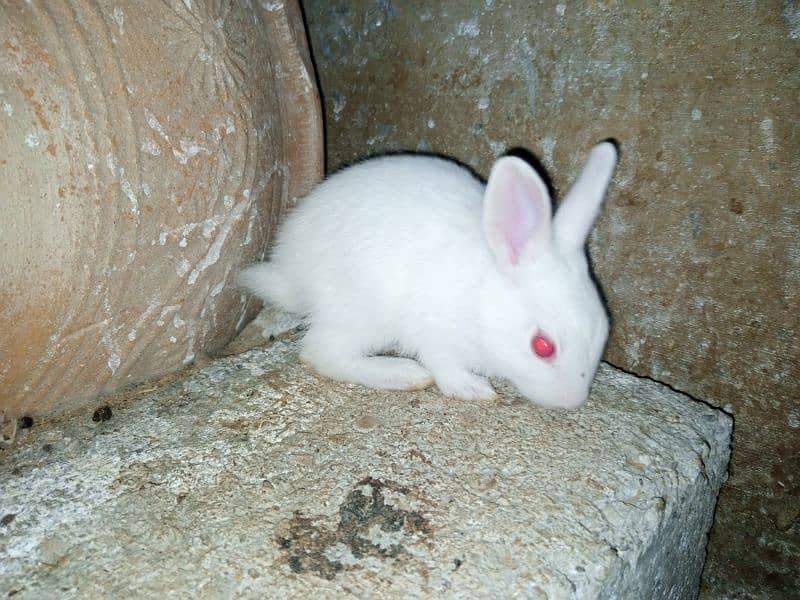 Rabbits Baby 6